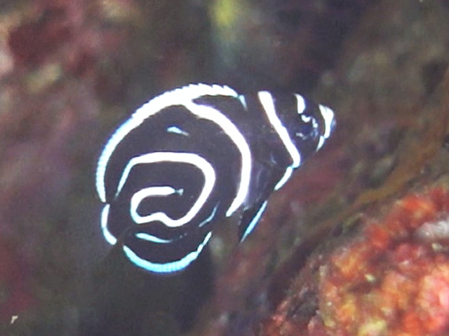 タテジマキンチャクダイの幼魚