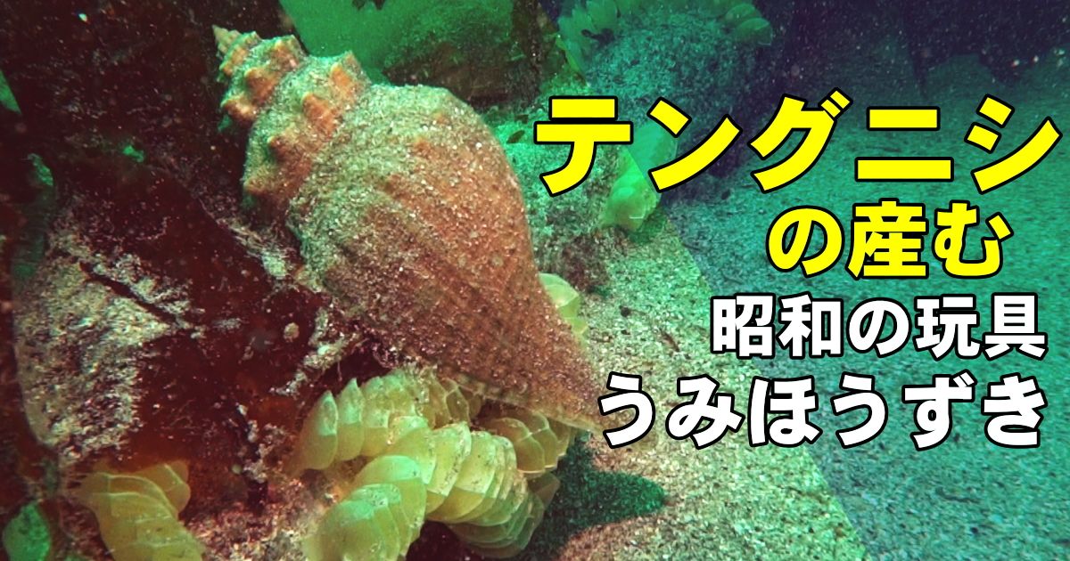 産卵中のテングニシ。卵嚢は「ウミホウズキ」と呼ばれ、昭和の屋台で笛として売っていた