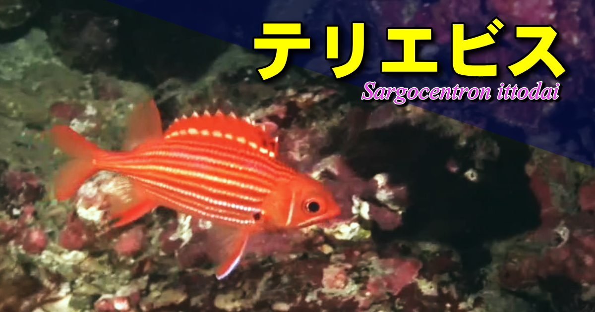 イットウダイとそっくりなテリエビス
