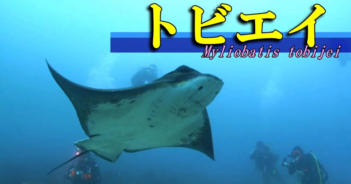 トビエイ水中映像