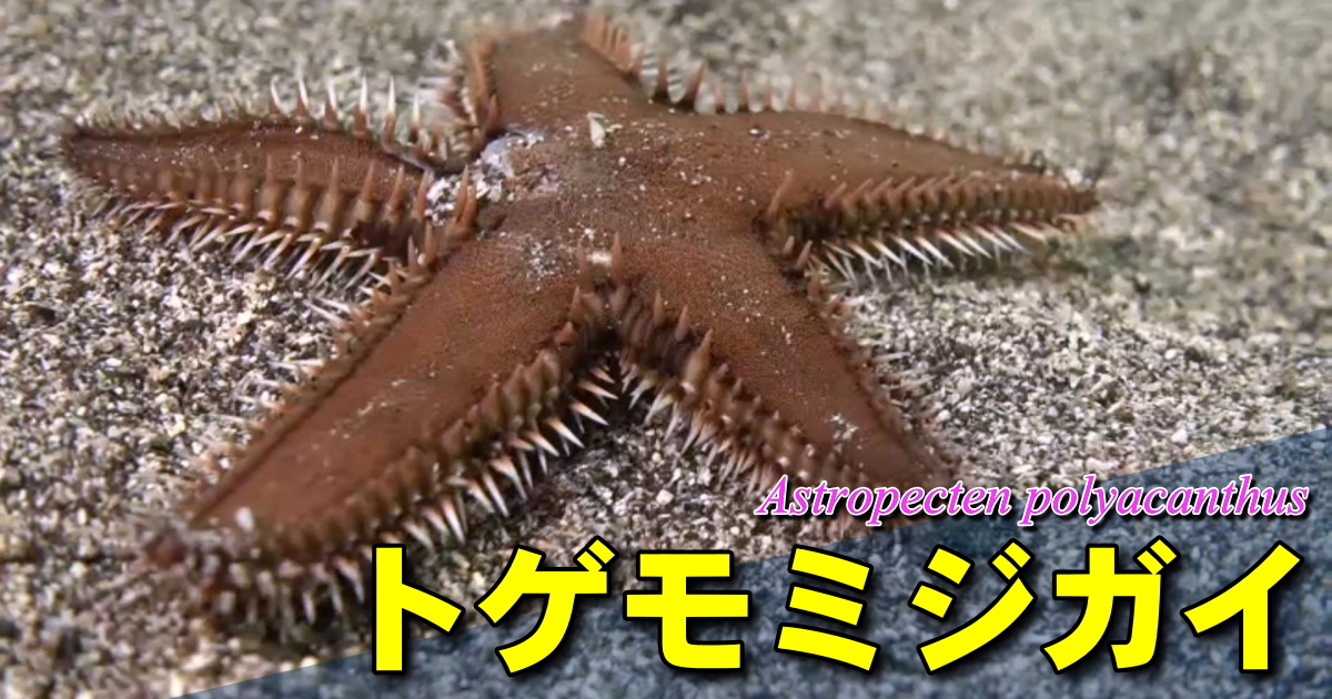 砂地に棲むことに特化した「張り付かないヒトデ」トゲモミジガイ