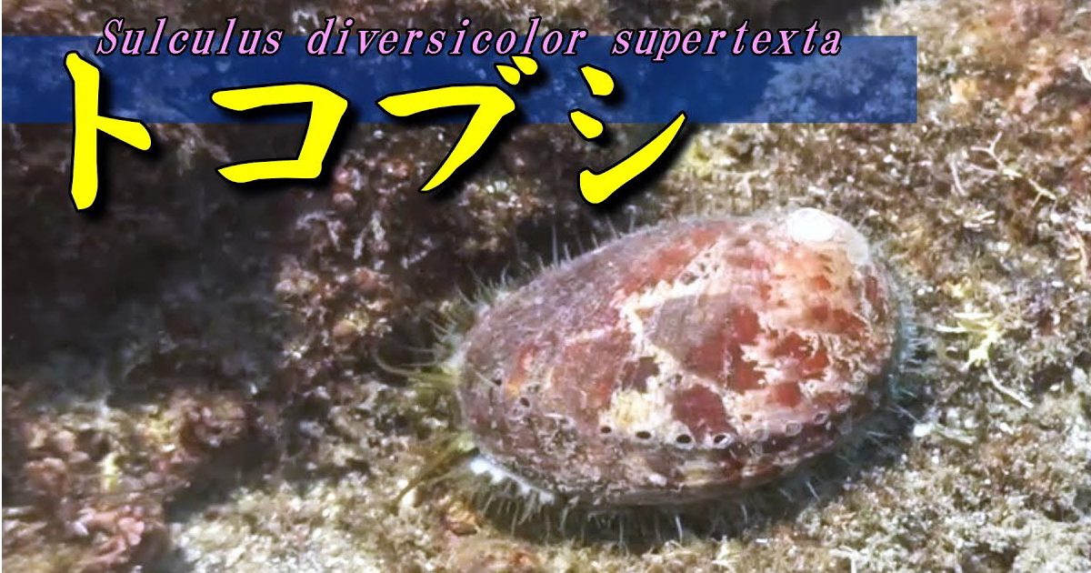 トコブシ水中映像