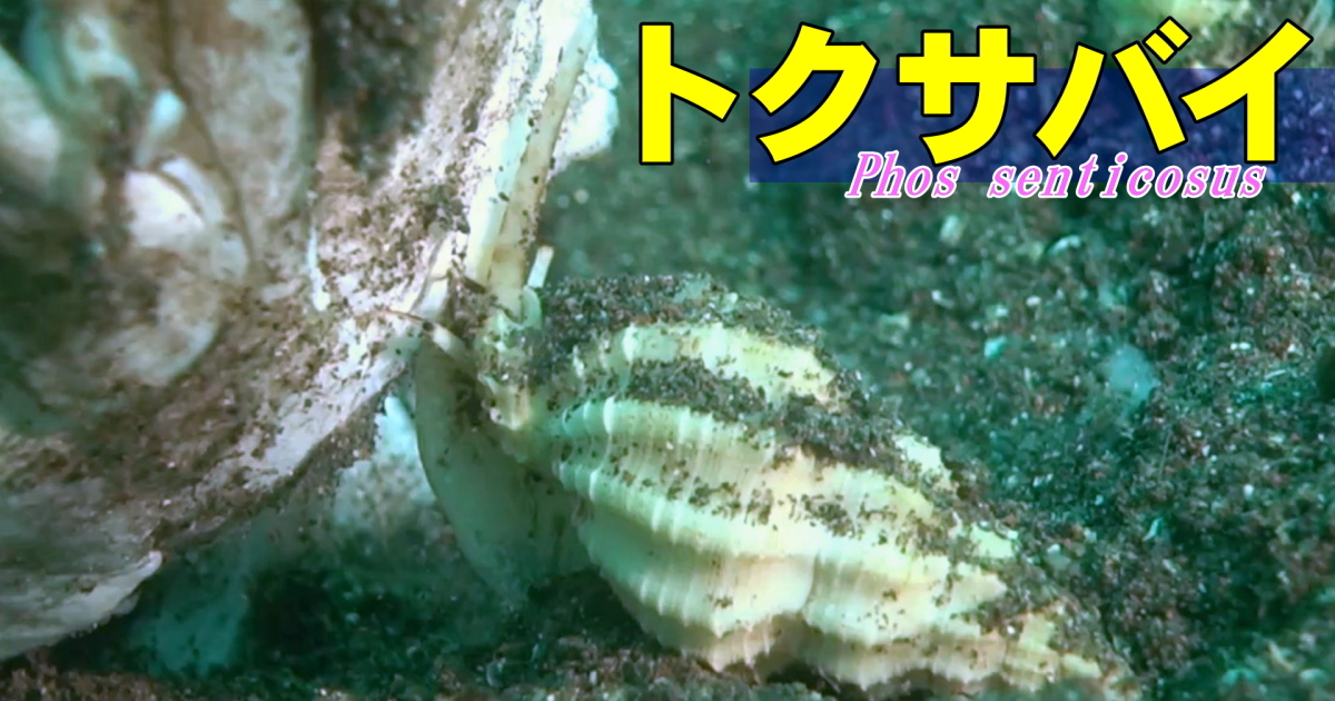 死んだ魚を食べる巻貝の仲間、トクサバイの水中映像。