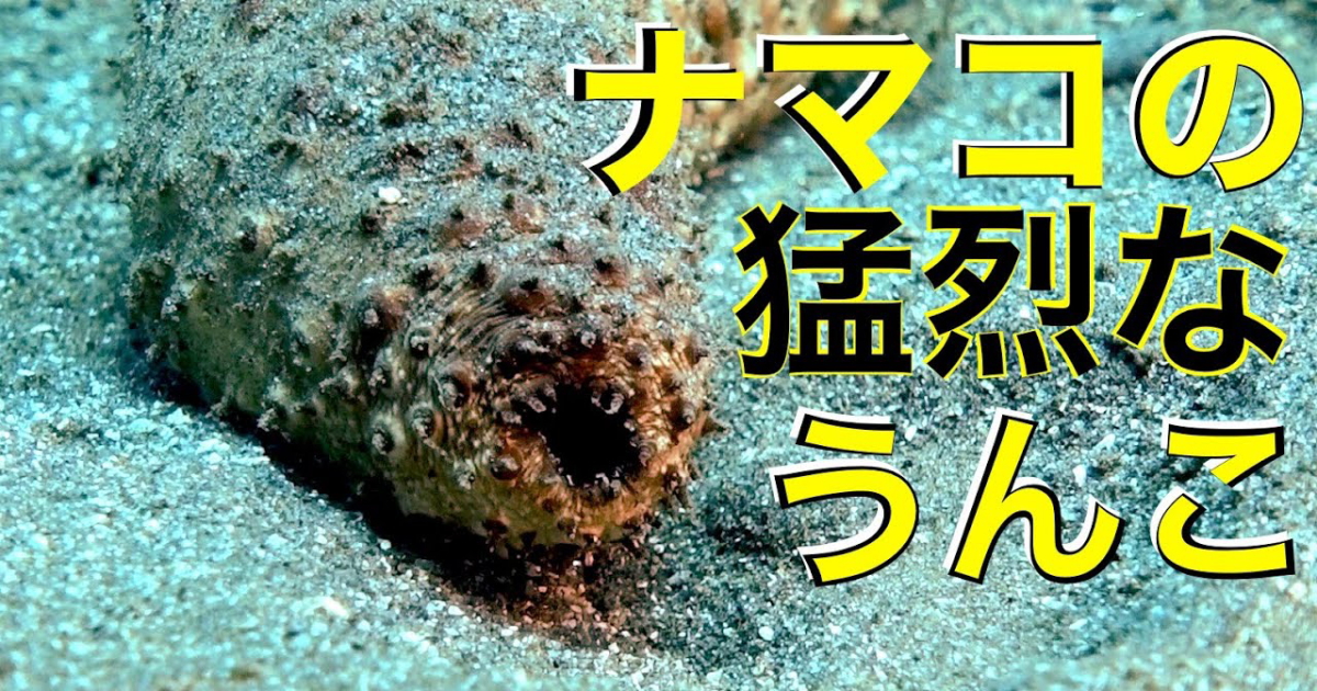 通常はゆっくりと糞をしながら歩くナマコだが、ものすごい勢いで砂と海水を出すトラフナマコがいた。観察はこの一度だけで、どういう現象なのかはわからない。
