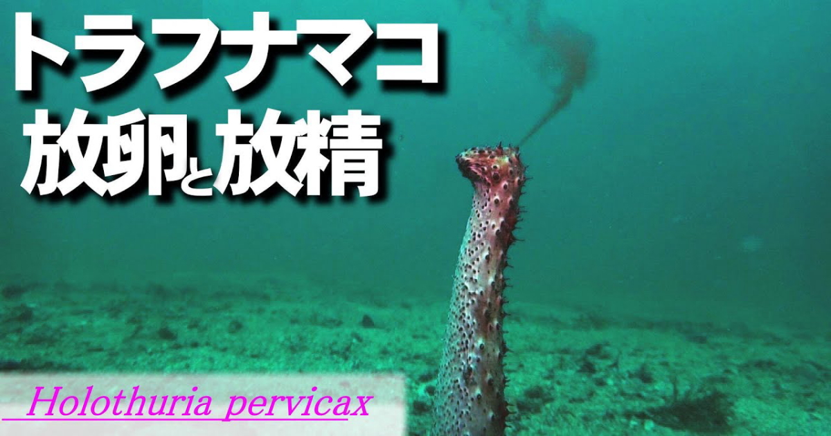普段は動きのないトラフナマコですが、繁殖の際は活発に動きます。頭を持ち上げ、なるべく高い位置で放精、抱卵するようにしている様子がとらえられています。