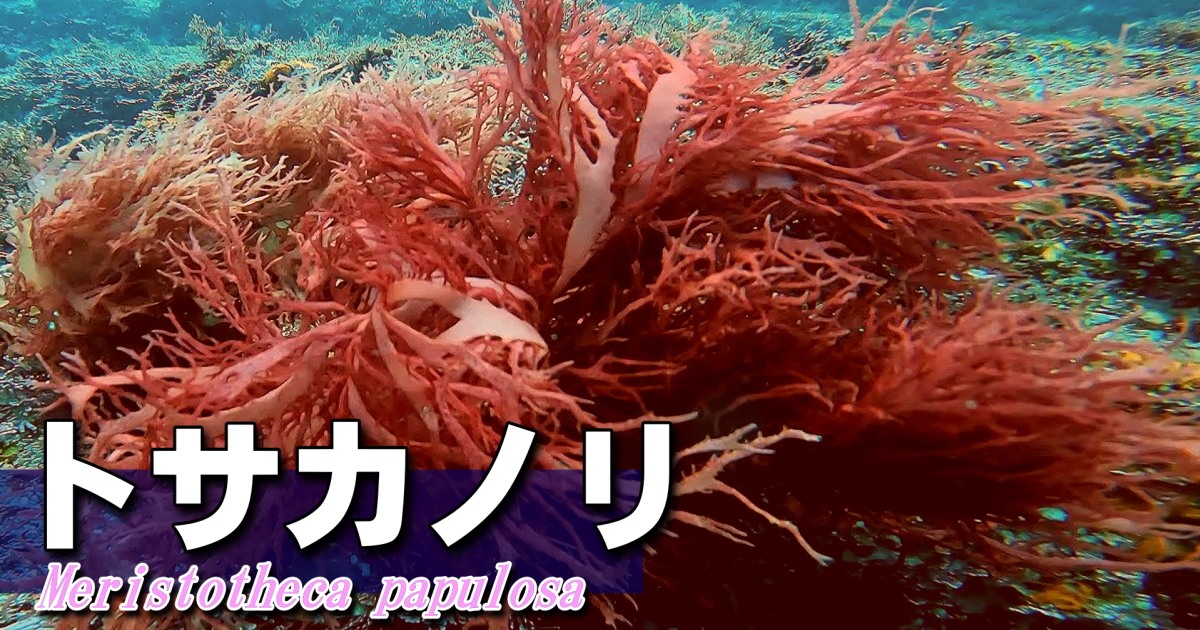 トサカノリの水中映像