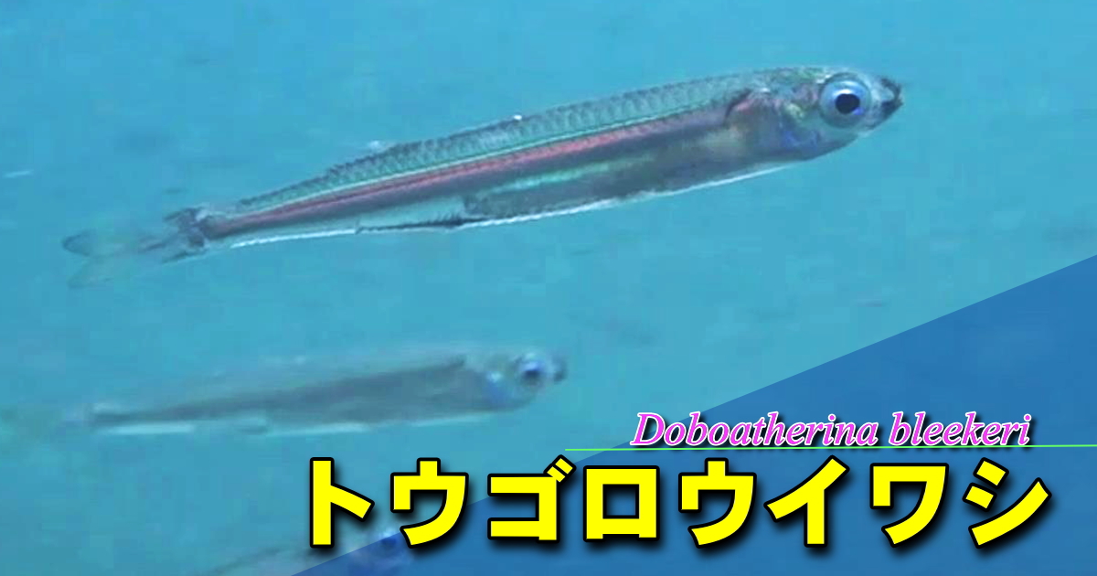 トウゴロウイワシ水中映像