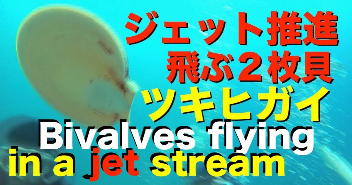 ツキヒガイ水中映像