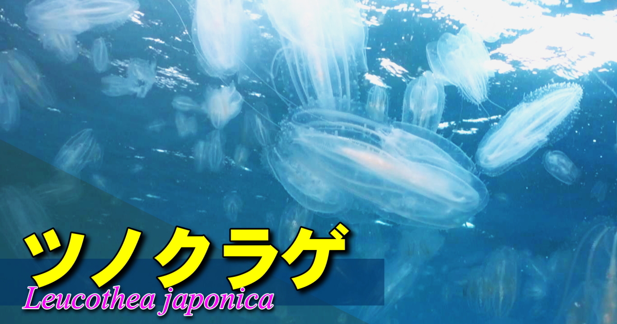 ツノクラゲの映像