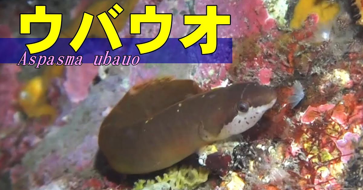 ペア？のウバウオ。サラサエビの掃除は嫌だったらしい水中映像