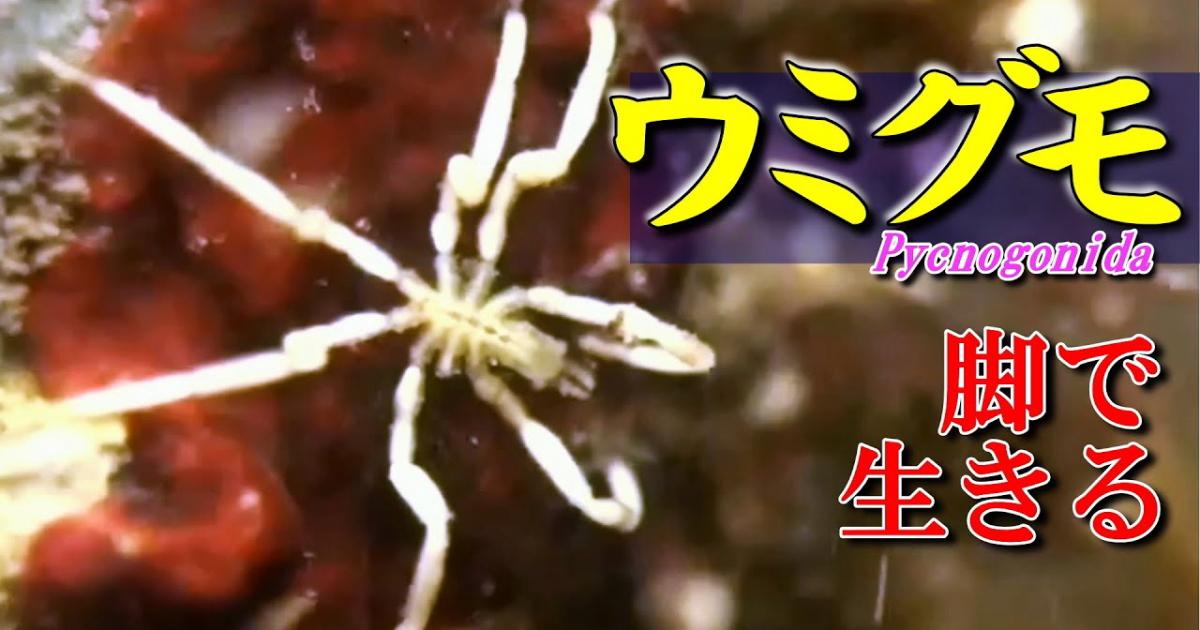ウミグモ水中映像