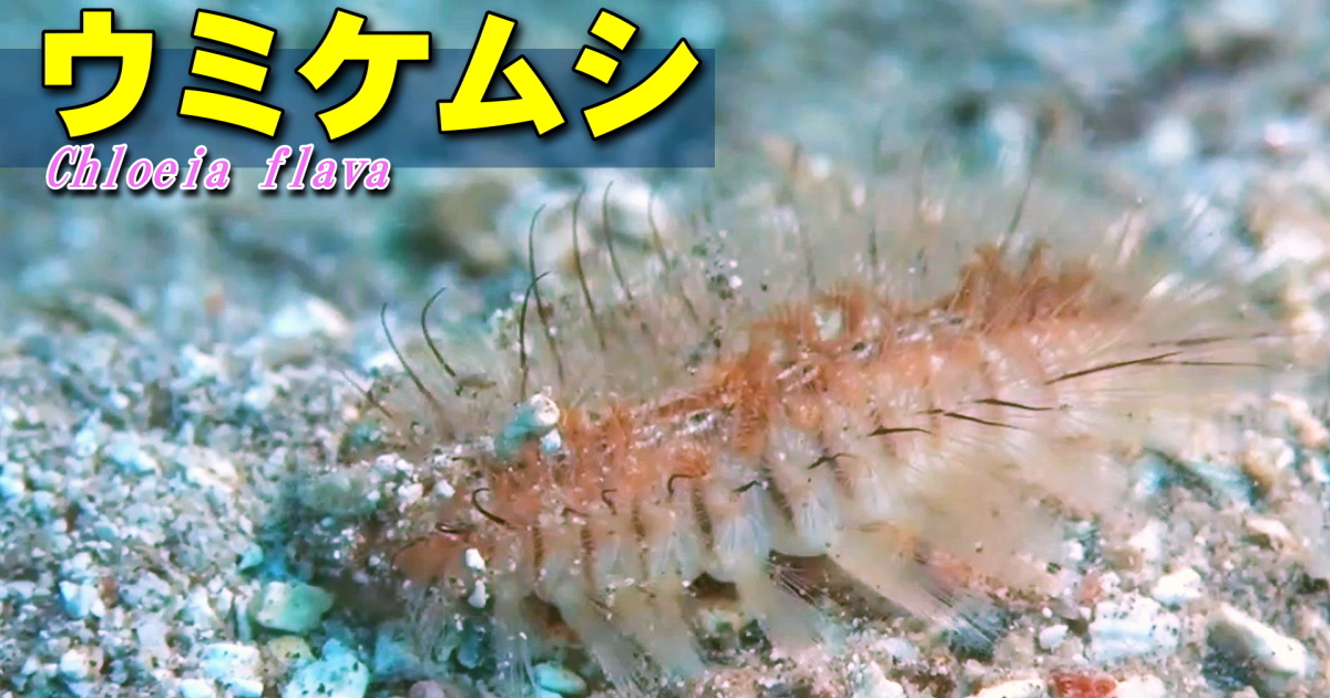 日中は砂の中で隠れているウミケムシ。夜なると泳ぎ回り、釣りの餌に喰いつくこともあるという、実は行動派のゴカイの仲間。普通は触れることは無いが、釣ってしまった時には触らないように気を付けないといけない。
