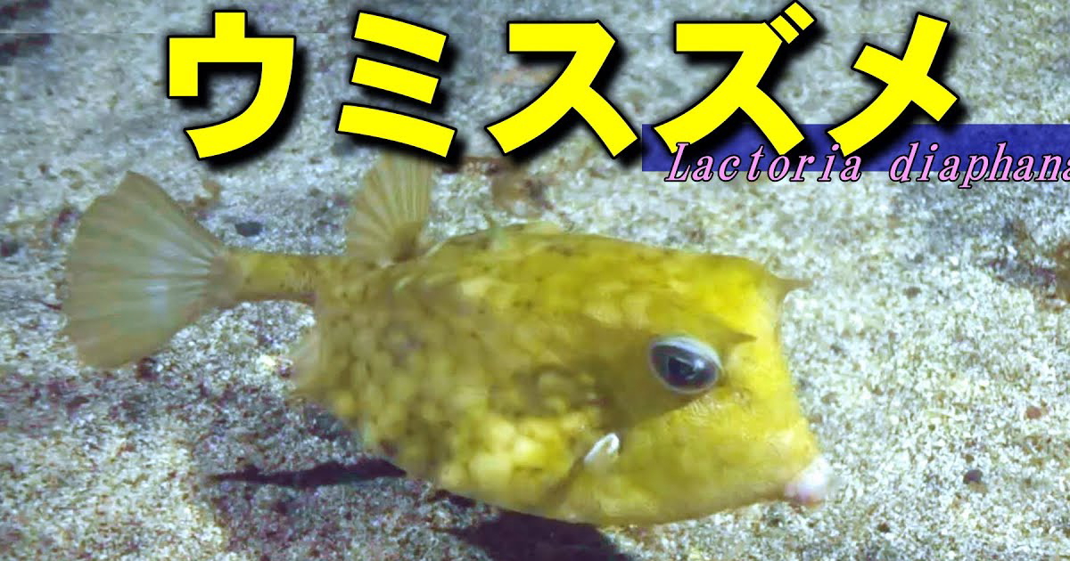 ウミスズメ水中映像