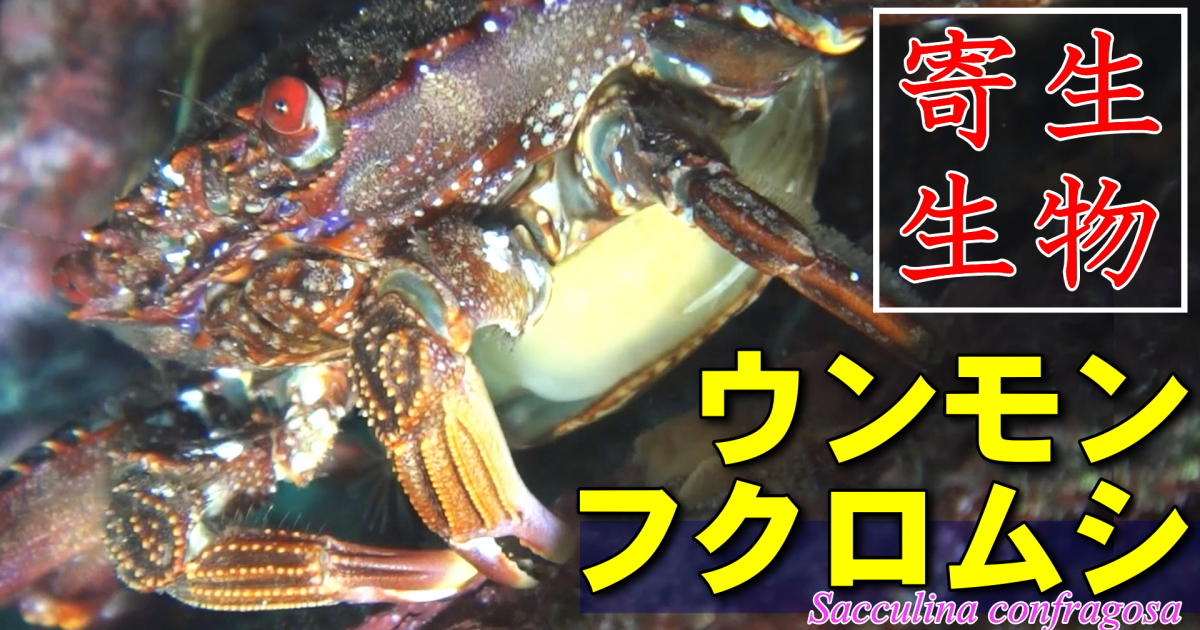 ウンモンフクロムシ水中映像