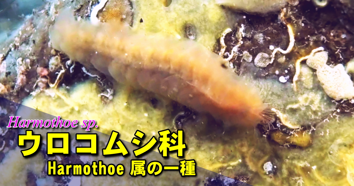 ウロコムシの水中映像
