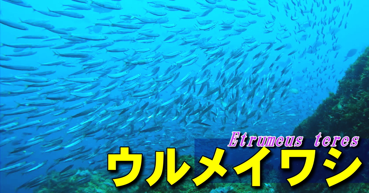 ウルメイワシ水中映像