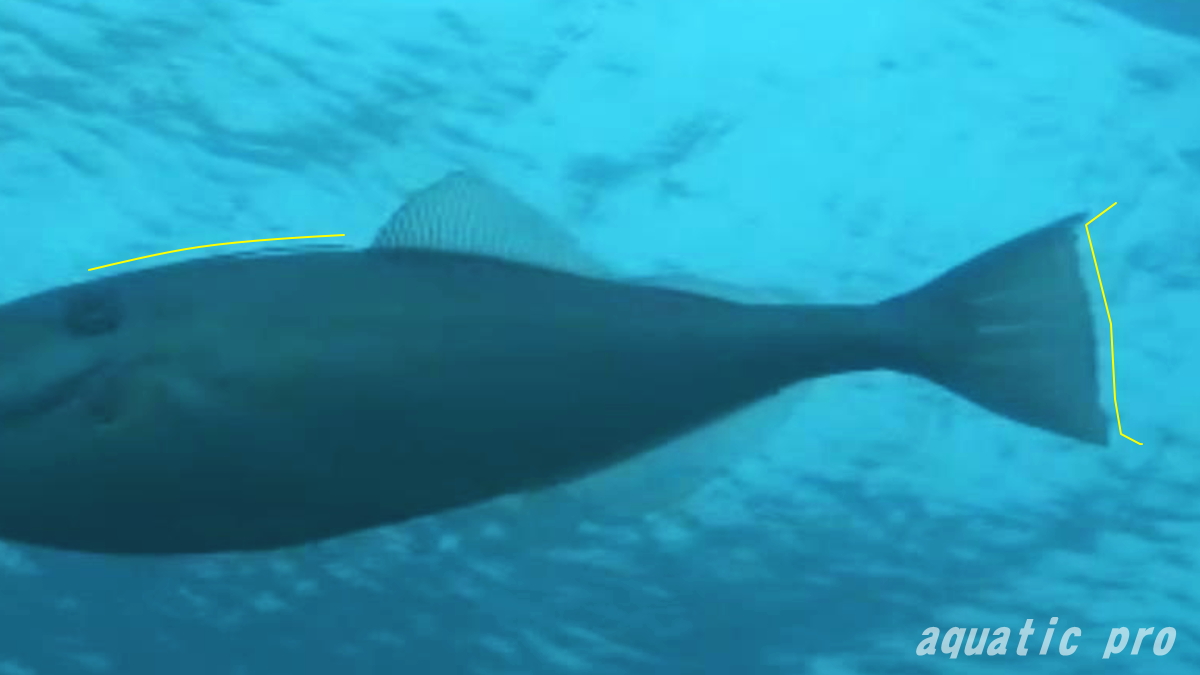 ウスバハギ尾鰭の特徴