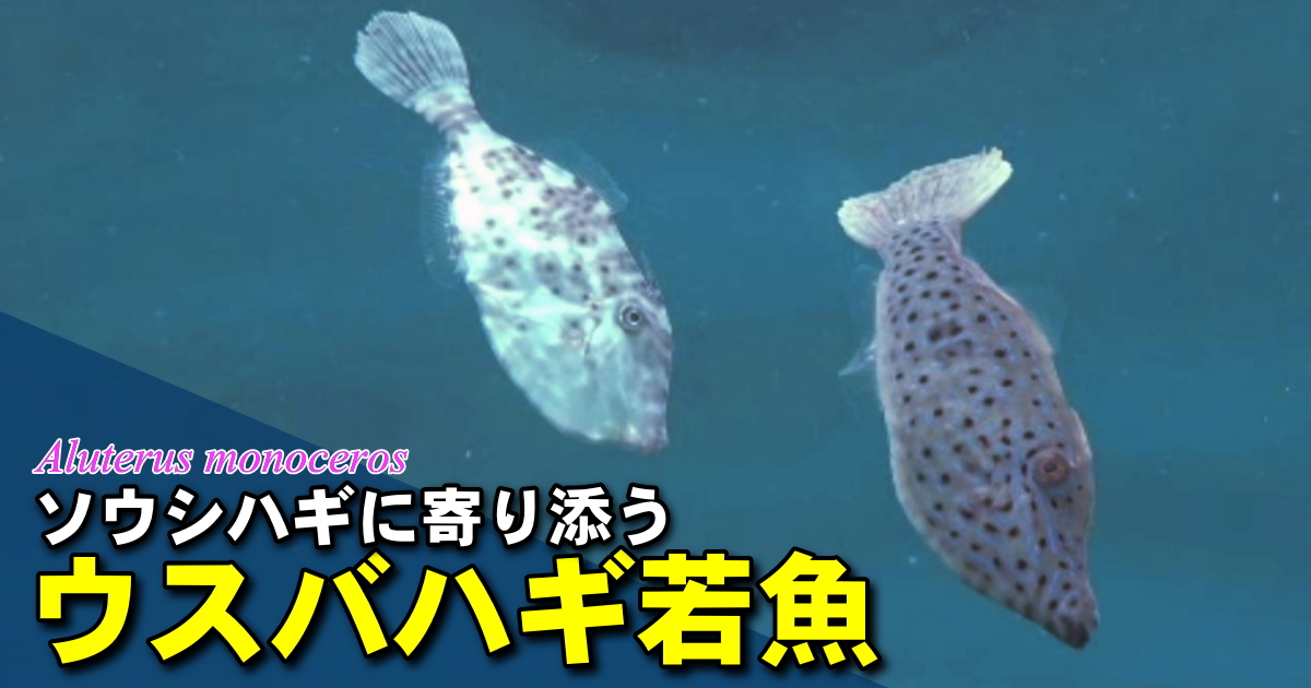 ウスバハギ若魚の水中映像