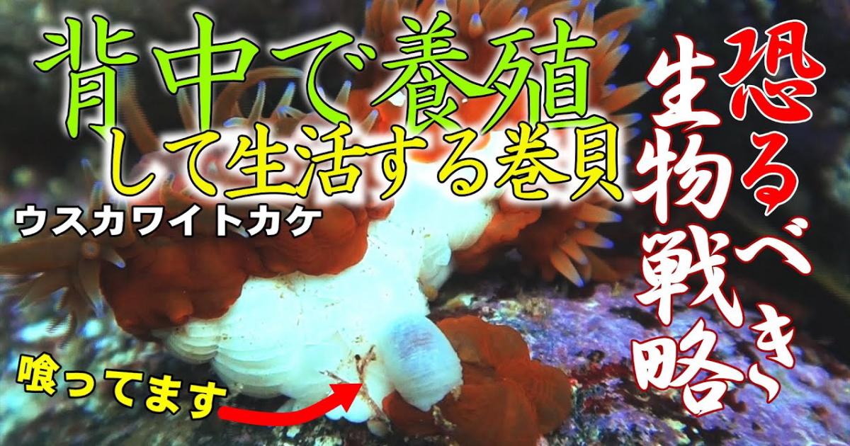 背中にイソギンチャクを背負うウスカワイトカケは、他のヤドカリとイソギンチャクの関係のように相利共生だが、非常時には食べるという関係もあるという。分裂で増えるイソギンチャクは、まるで食料の養殖場のようだ。