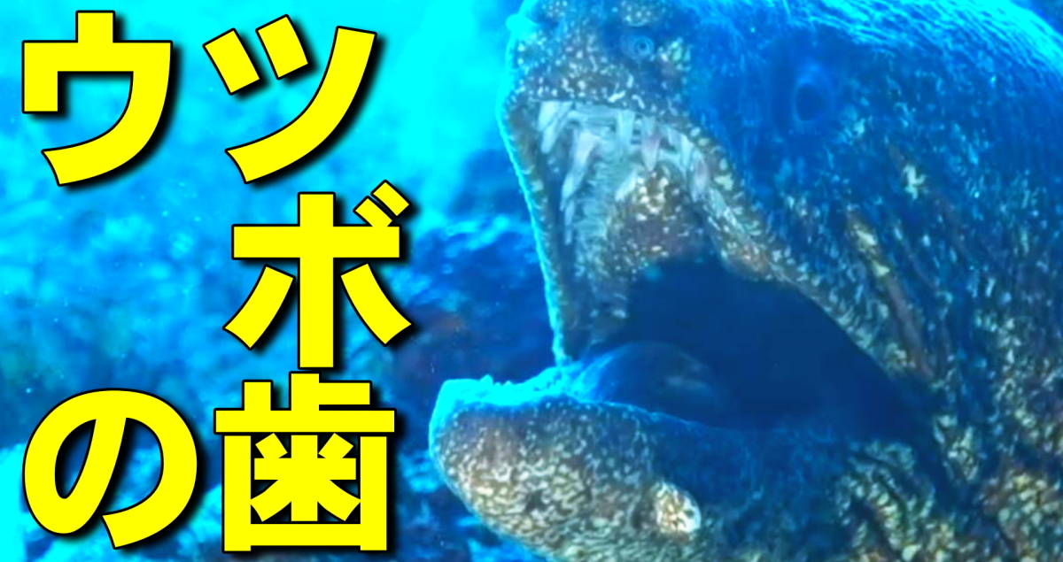 ウツボの歯の水中映像