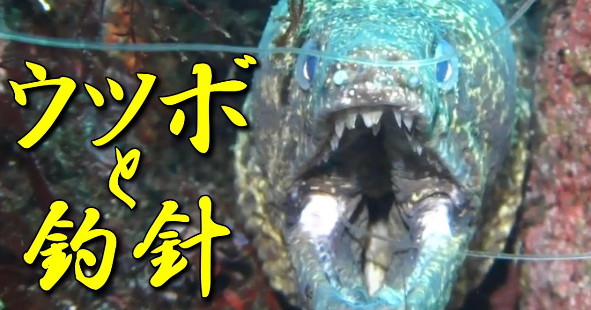 釣り針が掛ったままのウツボの水中映像