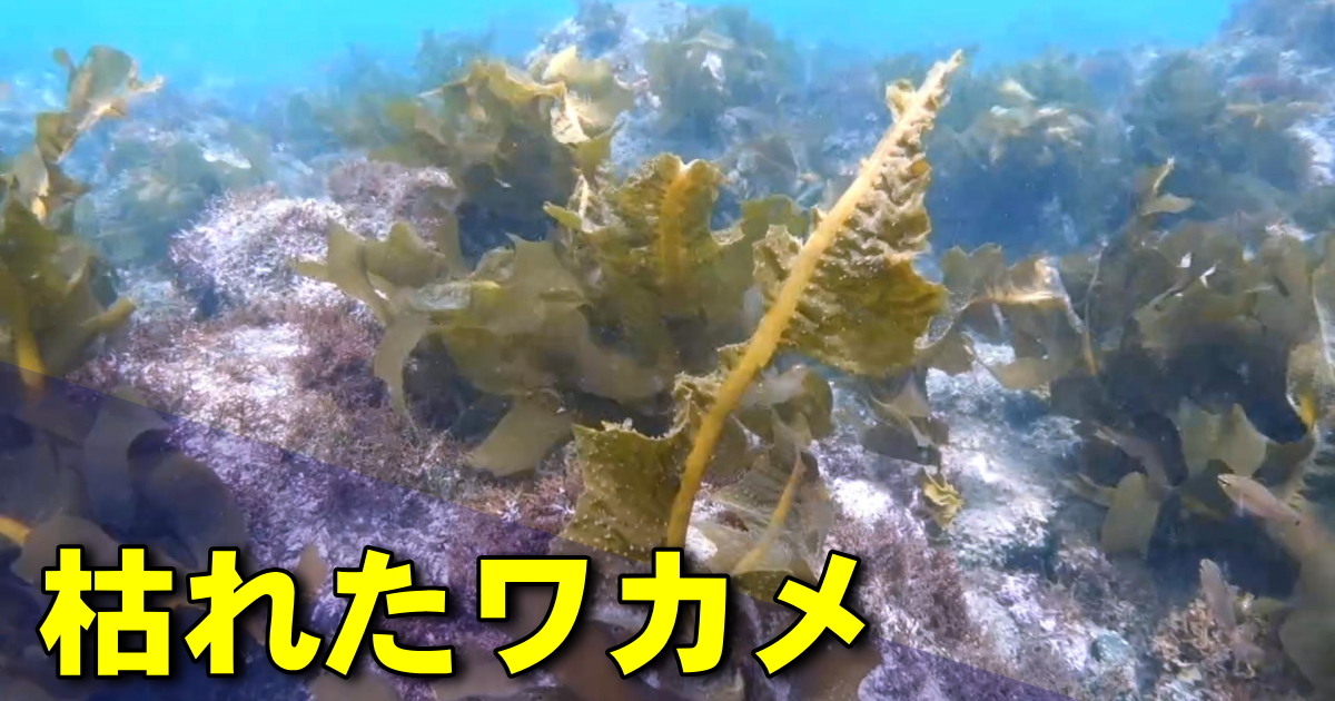 枯れたワカメの水中映像