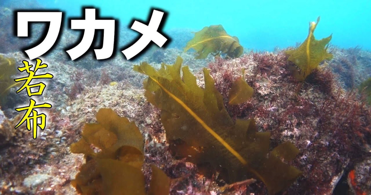 天然ワカメの水中映像