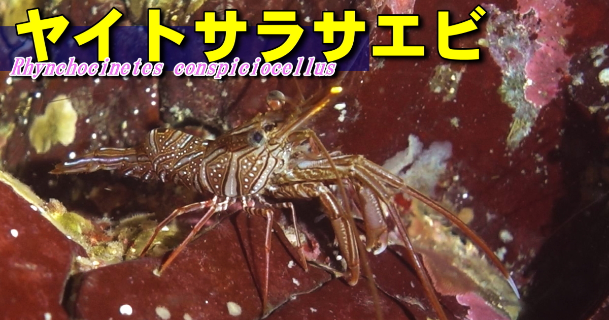 ヤイトサラサエビ水中映像