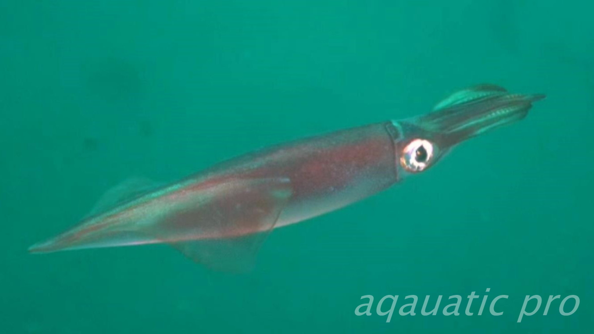 ヤリイカのメス