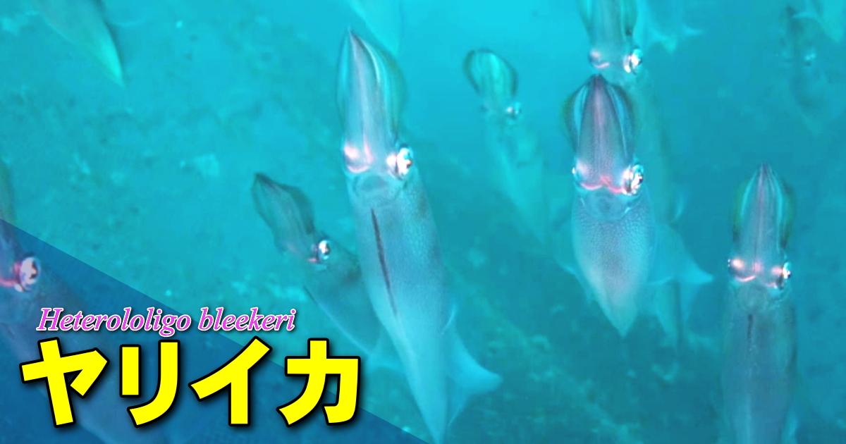定置網の中で撮影したヤリイカの水中映像です。ダイビングではなかなか見られないイカです。