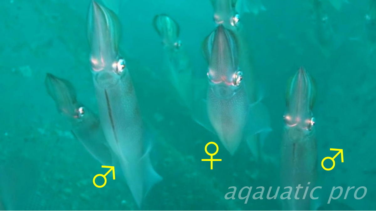 ヤリイカ雄に見られる腹側の縦線