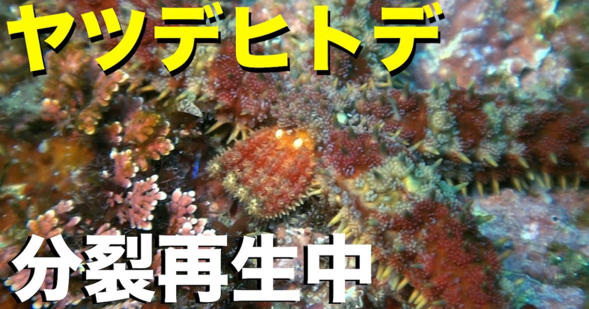 体を分裂して再生することで増殖するヤツデヒトデの水中映像