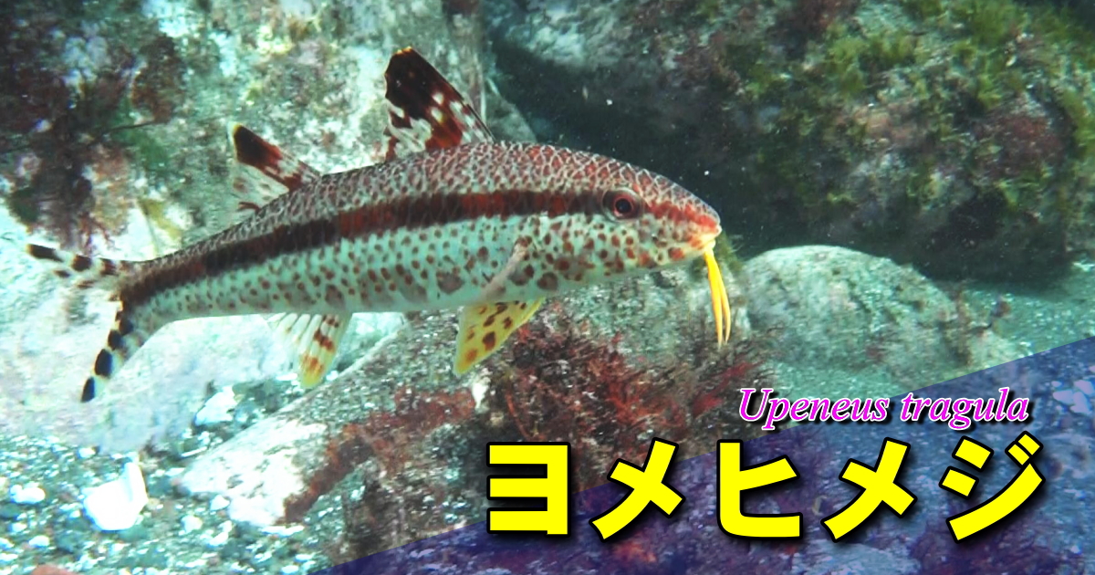 口元の黄色いヒゲで砂中の餌を探すヨメヒメジの水中映像