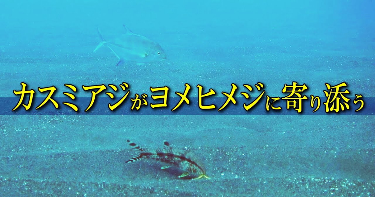 クダクラゲの水中映像ダイジェスト版。様々なタイプが存在する