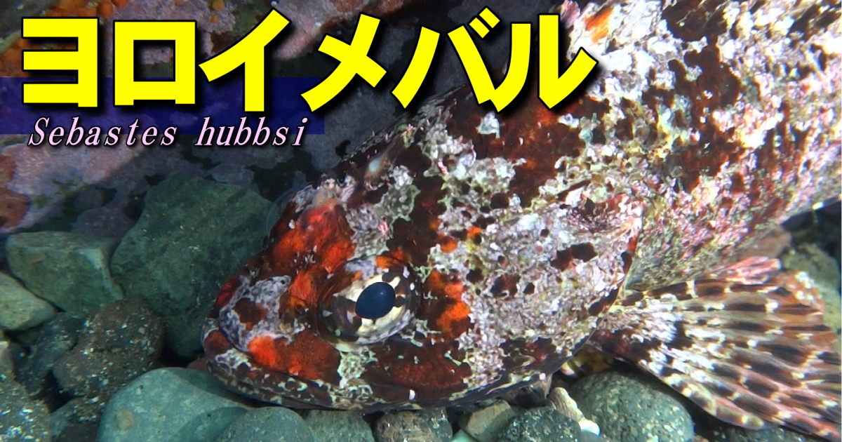 ヨロイメバル水中映像