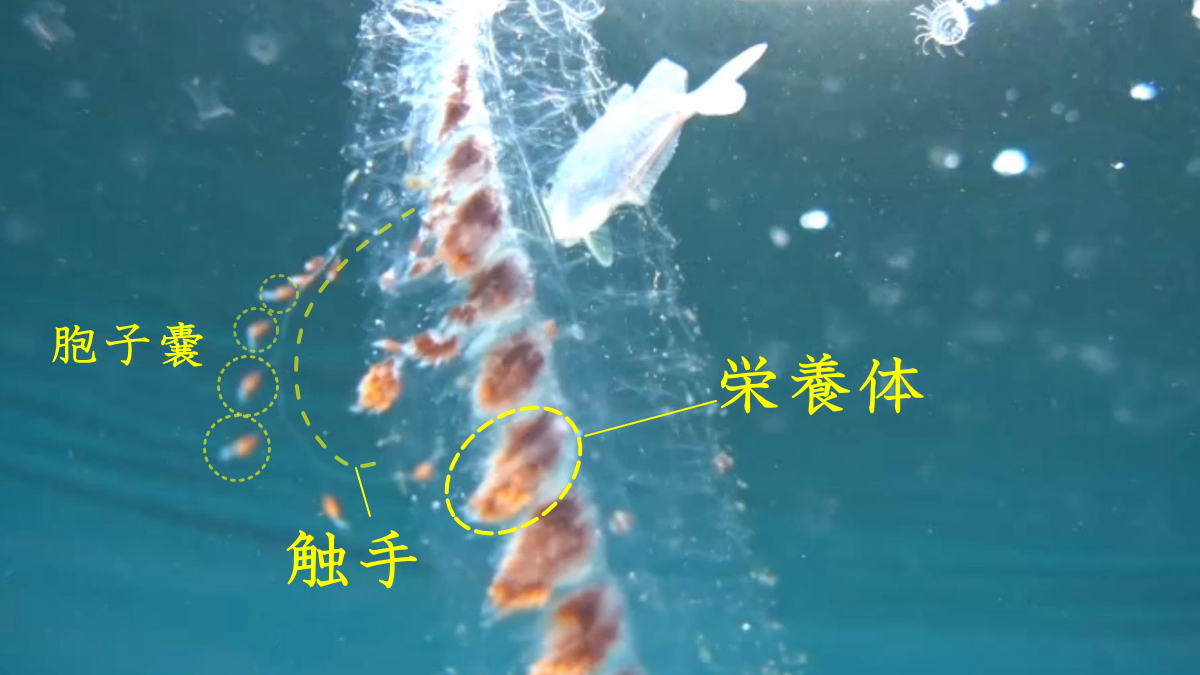 ヨウラククラゲの栄養部から伸びる触手と刺胞嚢