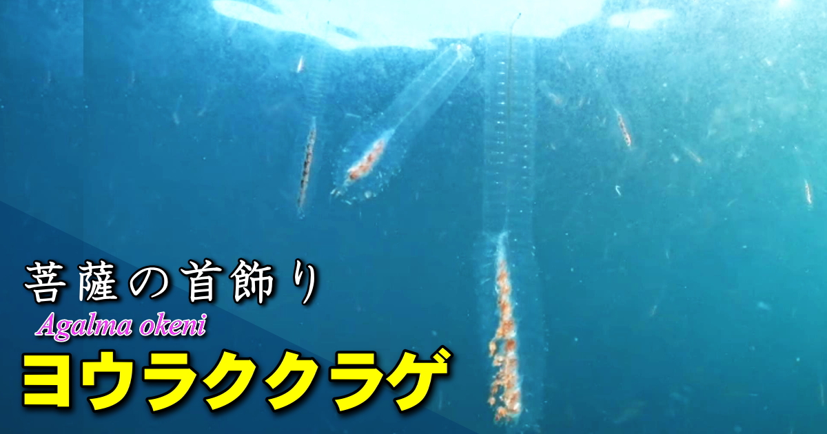 ヨウラククラゲの水中映像。多数の泳鐘をコントロールして進む。