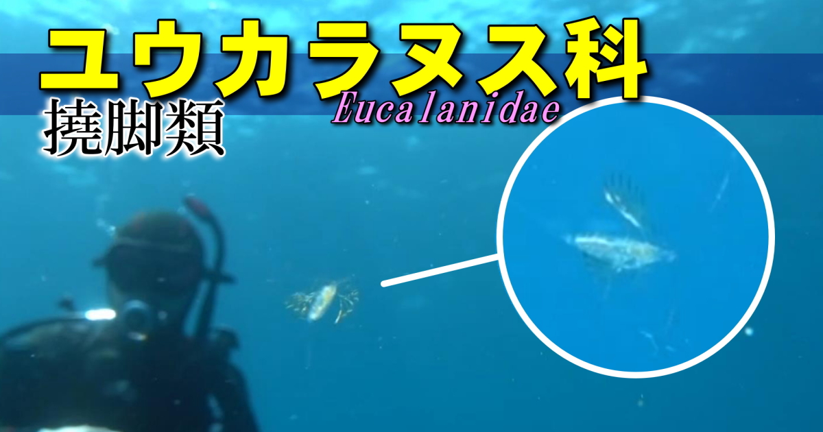 ユウカラヌス水中映像