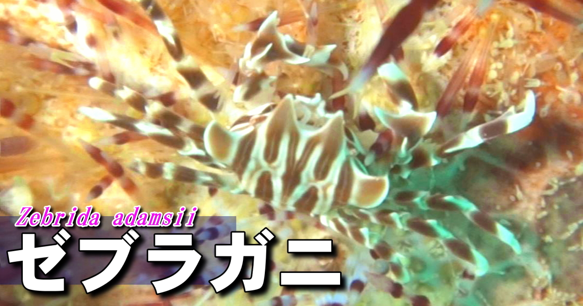 ゼブラガニ水中映像